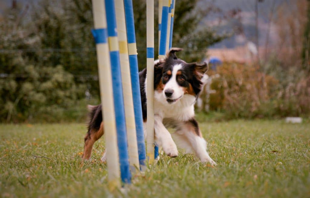 Berger australien dans un slalom d'agility