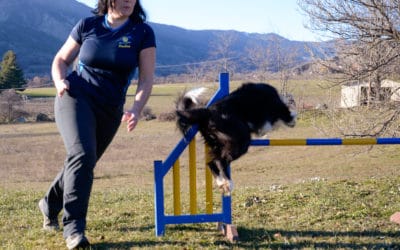 Apprendre à tourner court à son chien sur un parcours d’agility