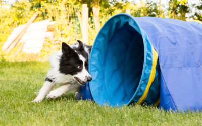 Border collie : un chien parfait pour l’agility?