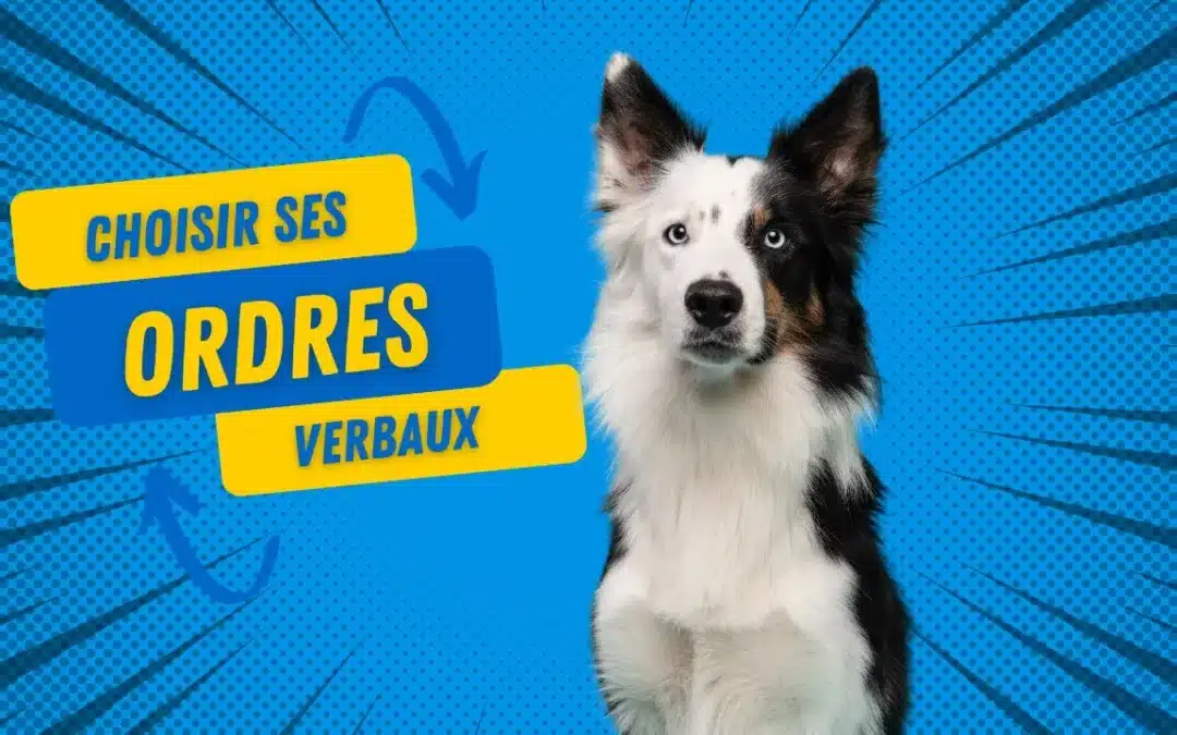 Comment choisir les bons ordres verbaux en agility