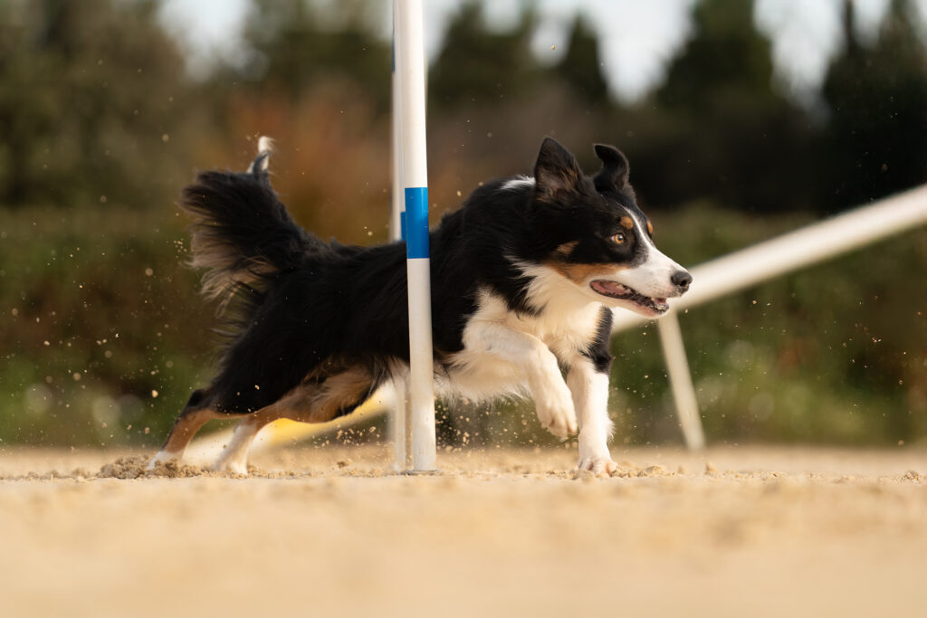 Border collie en plein parcours