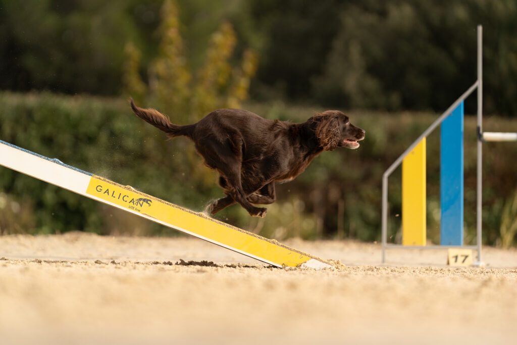 Chien sur une zone d'agility