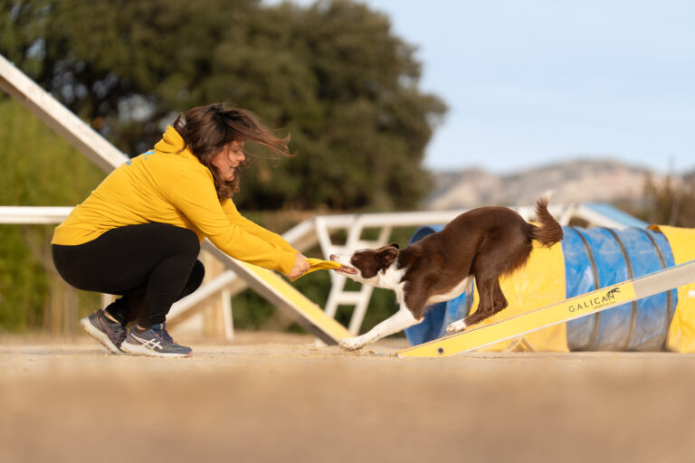 Agility et chiot : quoi faire à quel âge (sans brûler les étapes)