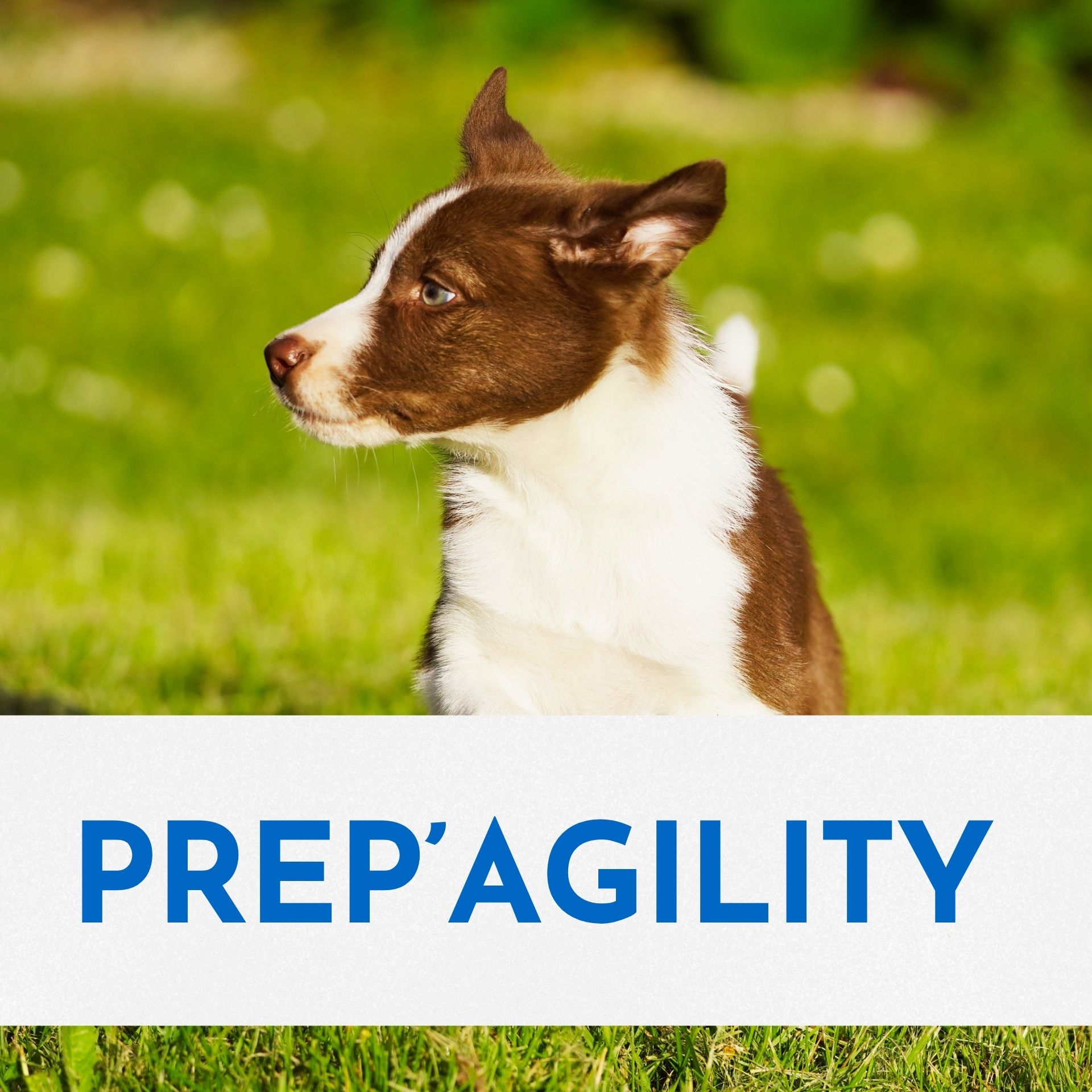 Prép'Agility
